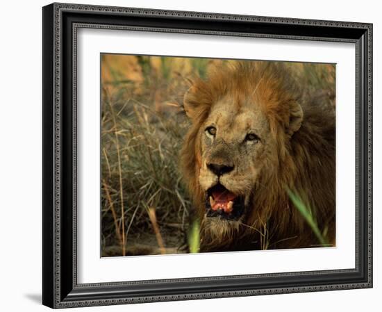 Close-Up of Male Lion (Panthera Leo), Mala Mala Game Reserve, Sabi Sand Park, South Africa, Africa-Sergio Pitamitz-Framed Photographic Print