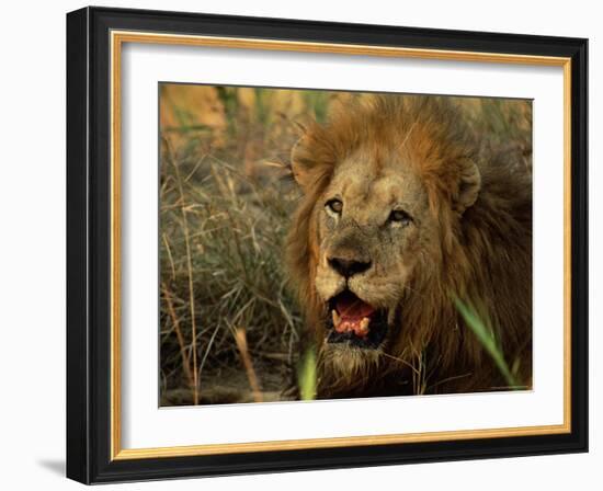 Close-Up of Male Lion (Panthera Leo), Mala Mala Game Reserve, Sabi Sand Park, South Africa, Africa-Sergio Pitamitz-Framed Photographic Print