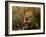 Close-Up of Male Lion (Panthera Leo), Mala Mala Game Reserve, Sabi Sand Park, South Africa, Africa-Sergio Pitamitz-Framed Photographic Print