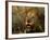 Close-Up of Male Lion (Panthera Leo), Mala Mala Game Reserve, Sabi Sand Park, South Africa, Africa-Sergio Pitamitz-Framed Photographic Print