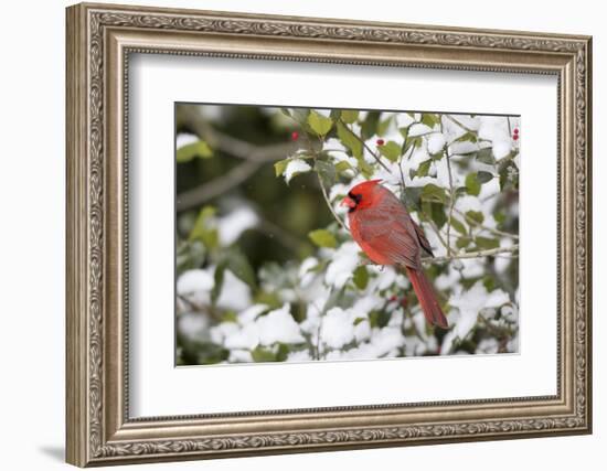 Close-up of male Northern Cardinal (Cardinalis cardinalis) in American Holly (Ilex opaca), Mario...-Panoramic Images-Framed Photographic Print