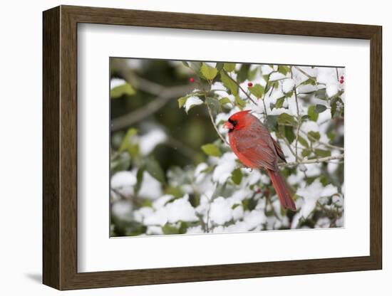 Close-up of male Northern Cardinal (Cardinalis cardinalis) in American Holly (Ilex opaca), Mario...-Panoramic Images-Framed Photographic Print