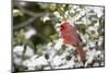 Close-up of male Northern Cardinal (Cardinalis cardinalis) in American Holly (Ilex opaca), Mario...-Panoramic Images-Mounted Photographic Print