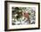 Close-up of male Northern Cardinal (Cardinalis cardinalis) in American Holly (Ilex opaca), Mario...-Panoramic Images-Framed Photographic Print