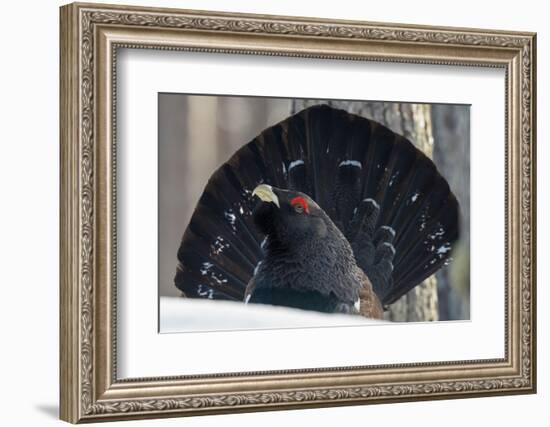 Close up of male Western capercaillie during lek mating, Finland-Jussi Murtosaari-Framed Photographic Print