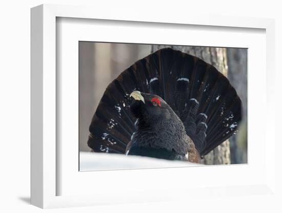 Close up of male Western capercaillie during lek mating, Finland-Jussi Murtosaari-Framed Photographic Print