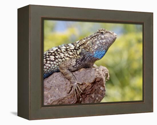 Close-up of Male Western Fence or Blue Belly Lizard, Lakeside, California, USA-Christopher Talbot Frank-Framed Premier Image Canvas