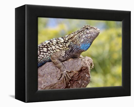 Close-up of Male Western Fence or Blue Belly Lizard, Lakeside, California, USA-Christopher Talbot Frank-Framed Premier Image Canvas