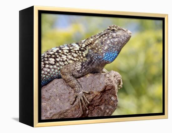 Close-up of Male Western Fence or Blue Belly Lizard, Lakeside, California, USA-Christopher Talbot Frank-Framed Premier Image Canvas