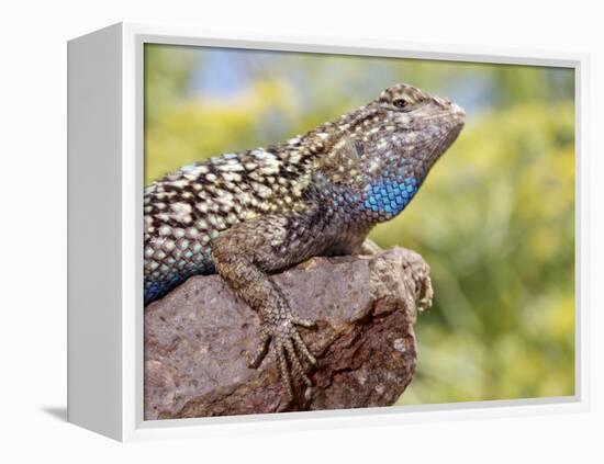 Close-up of Male Western Fence or Blue Belly Lizard, Lakeside, California, USA-Christopher Talbot Frank-Framed Premier Image Canvas