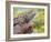 Close-up of Male Western Fence or Blue Belly Lizard, Lakeside, California, USA-Christopher Talbot Frank-Framed Photographic Print