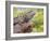 Close-up of Male Western Fence or Blue Belly Lizard, Lakeside, California, USA-Christopher Talbot Frank-Framed Photographic Print