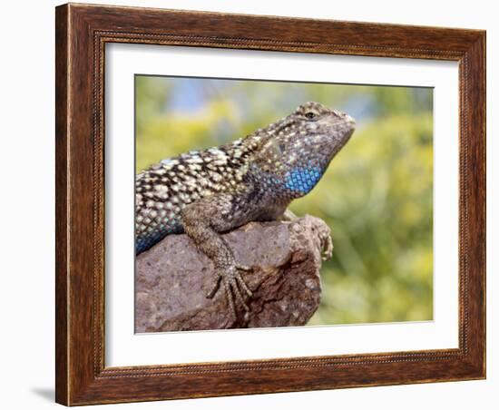 Close-up of Male Western Fence or Blue Belly Lizard, Lakeside, California, USA-Christopher Talbot Frank-Framed Photographic Print