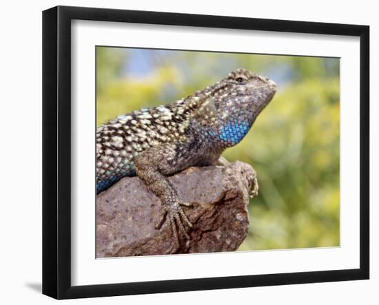 Close-up of Male Western Fence or Blue Belly Lizard, Lakeside, California, USA-Christopher Talbot Frank-Framed Photographic Print