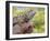 Close-up of Male Western Fence or Blue Belly Lizard, Lakeside, California, USA-Christopher Talbot Frank-Framed Photographic Print