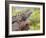 Close-up of Male Western Fence or Blue Belly Lizard, Lakeside, California, USA-Christopher Talbot Frank-Framed Photographic Print