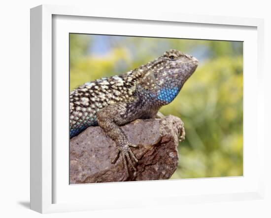 Close-up of Male Western Fence or Blue Belly Lizard, Lakeside, California, USA-Christopher Talbot Frank-Framed Photographic Print