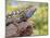 Close-up of Male Western Fence or Blue Belly Lizard, Lakeside, California, USA-Christopher Talbot Frank-Mounted Photographic Print