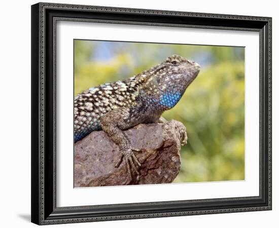 Close-up of Male Western Fence or Blue Belly Lizard, Lakeside, California, USA-Christopher Talbot Frank-Framed Photographic Print