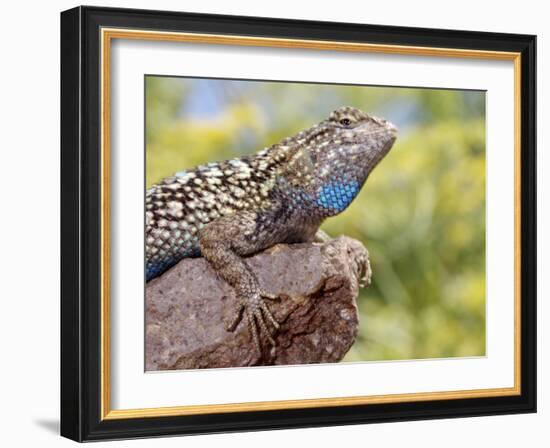 Close-up of Male Western Fence or Blue Belly Lizard, Lakeside, California, USA-Christopher Talbot Frank-Framed Photographic Print