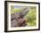 Close-up of Male Western Fence or Blue Belly Lizard, Lakeside, California, USA-Christopher Talbot Frank-Framed Photographic Print