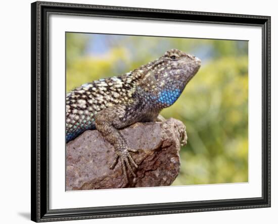 Close-up of Male Western Fence or Blue Belly Lizard, Lakeside, California, USA-Christopher Talbot Frank-Framed Photographic Print