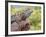 Close-up of Male Western Fence or Blue Belly Lizard, Lakeside, California, USA-Christopher Talbot Frank-Framed Photographic Print