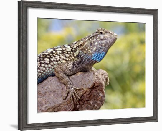 Close-up of Male Western Fence or Blue Belly Lizard, Lakeside, California, USA-Christopher Talbot Frank-Framed Photographic Print