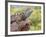 Close-up of Male Western Fence or Blue Belly Lizard, Lakeside, California, USA-Christopher Talbot Frank-Framed Photographic Print