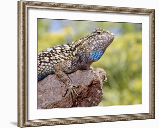 Close-up of Male Western Fence or Blue Belly Lizard, Lakeside, California, USA-Christopher Talbot Frank-Framed Photographic Print