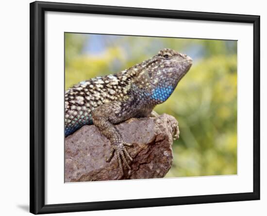 Close-up of Male Western Fence or Blue Belly Lizard, Lakeside, California, USA-Christopher Talbot Frank-Framed Photographic Print