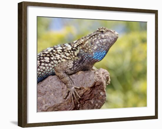 Close-up of Male Western Fence or Blue Belly Lizard, Lakeside, California, USA-Christopher Talbot Frank-Framed Photographic Print