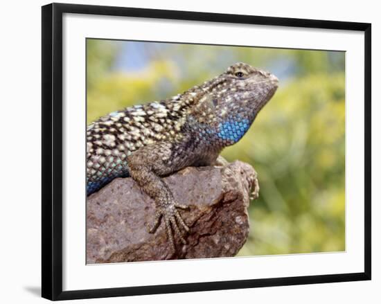 Close-up of Male Western Fence or Blue Belly Lizard, Lakeside, California, USA-Christopher Talbot Frank-Framed Photographic Print