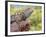 Close-up of Male Western Fence or Blue Belly Lizard, Lakeside, California, USA-Christopher Talbot Frank-Framed Photographic Print