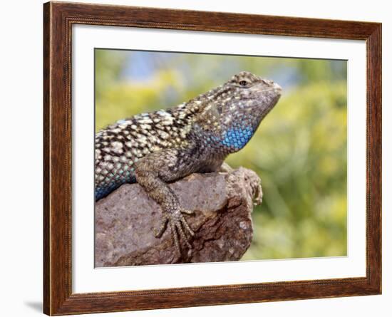 Close-up of Male Western Fence or Blue Belly Lizard, Lakeside, California, USA-Christopher Talbot Frank-Framed Photographic Print