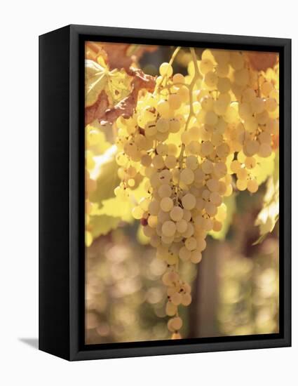 Close-up of Malvasia Grapes in Vineyard Outside Frascati, Frascati, Lazio, Italy, Europe-Michael Newton-Framed Premier Image Canvas