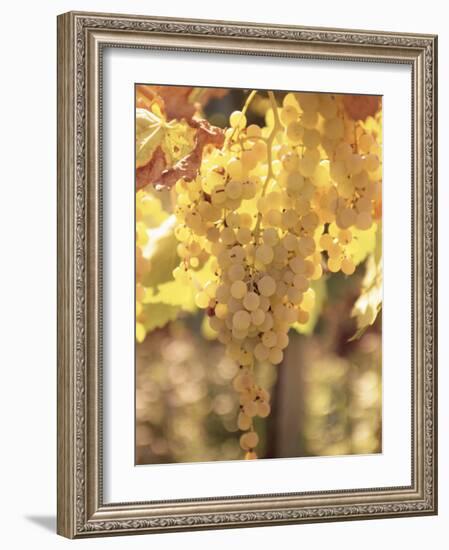 Close-up of Malvasia Grapes in Vineyard Outside Frascati, Frascati, Lazio, Italy, Europe-Michael Newton-Framed Photographic Print