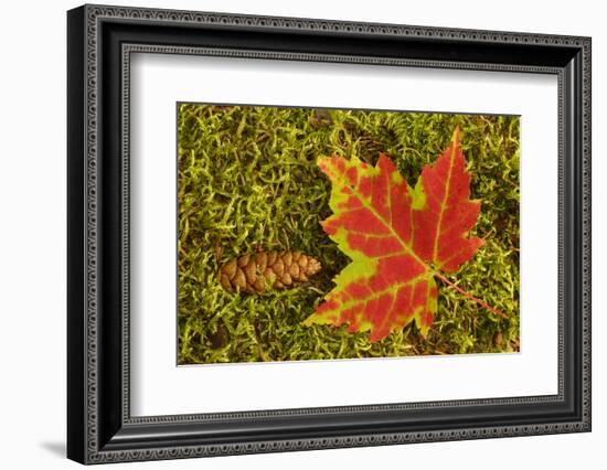 Close-up of maple leaf and pine cone on moss, Pictured Rocks National Lakeshore, Michigan.-Adam Jones-Framed Photographic Print