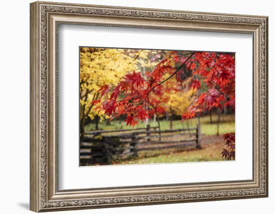 Close-up of maple leaves, Bainbridge Island, Kitsap County, Washington State, USA-Panoramic Images-Framed Photographic Print