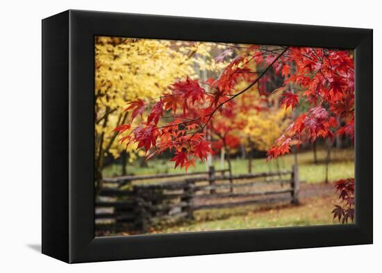 Close-up of maple leaves, Bainbridge Island, Kitsap County, Washington State, USA-Panoramic Images-Framed Premier Image Canvas