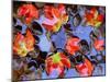Close-up of Maple Leaves in the Water-null-Mounted Photographic Print