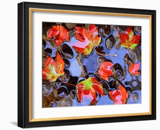 Close-up of Maple Leaves in the Water-null-Framed Photographic Print