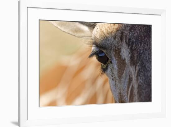 Close-up of Masai Giraffe eyeball-Adam Jones-Framed Photographic Print