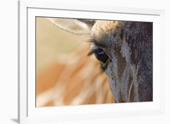 Close-up of Masai Giraffe eyeball-Adam Jones-Framed Photographic Print