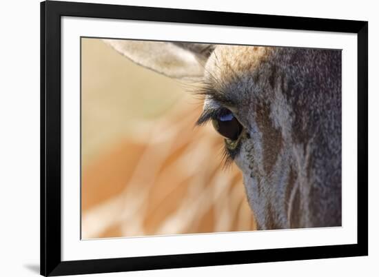 Close-up of Masai Giraffe eyeball-Adam Jones-Framed Photographic Print