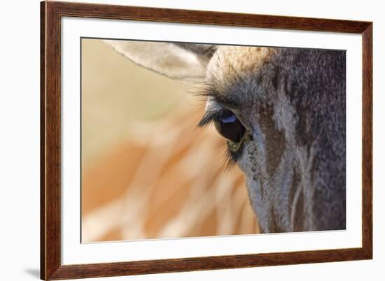 Close-up of Masai Giraffe eyeball-Adam Jones-Framed Photographic Print