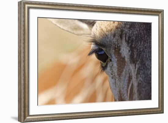 Close-up of Masai Giraffe eyeball-Adam Jones-Framed Photographic Print