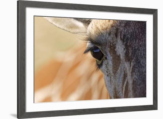 Close-up of Masai Giraffe eyeball-Adam Jones-Framed Photographic Print