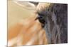 Close-up of Masai Giraffe eyeball-Adam Jones-Mounted Photographic Print
