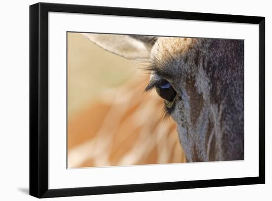 Close-up of Masai Giraffe eyeball-Adam Jones-Framed Photographic Print